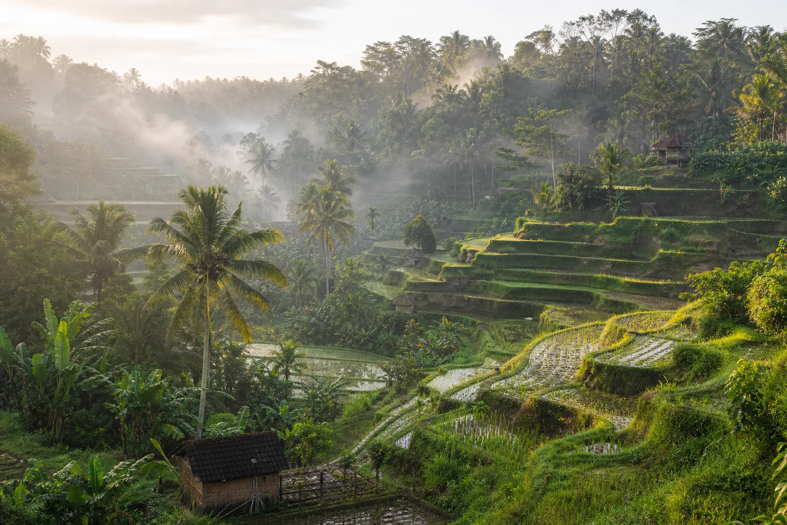 Rice terraces and palms in the hills around Ubud