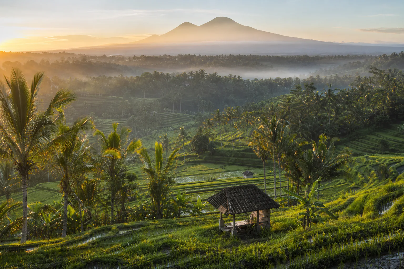 Terraced rice fields under morning mist in Bali