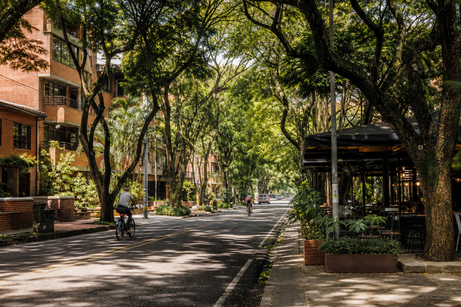 Tree-lined avenue in Laureles