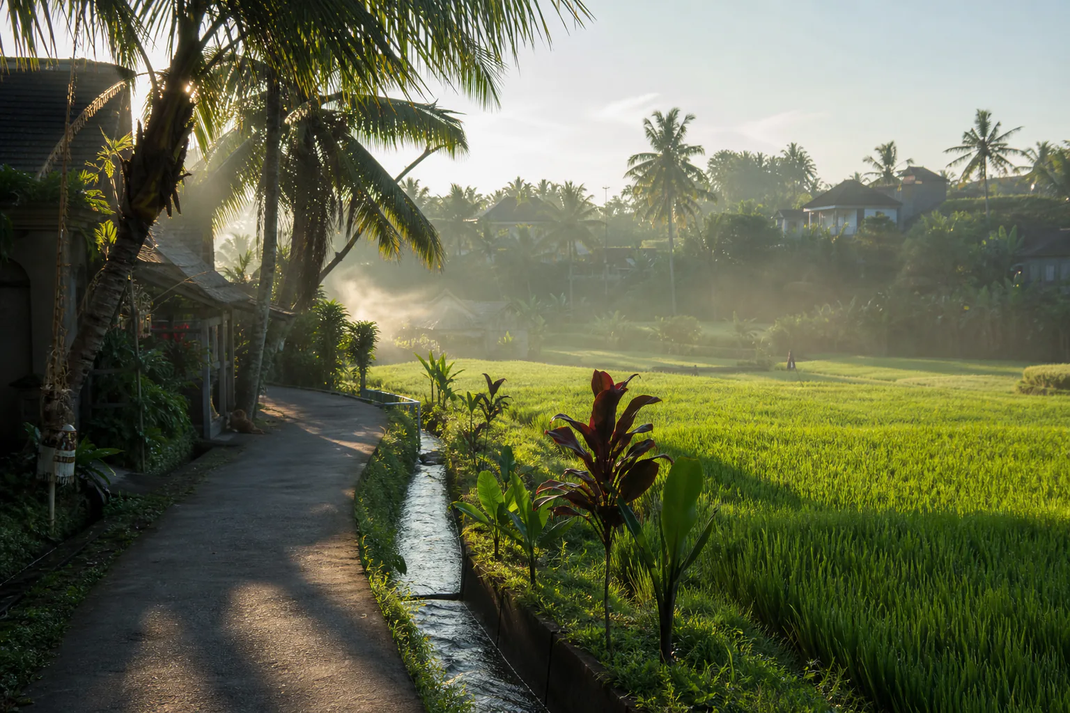 Rice fields and palms in Pererenan