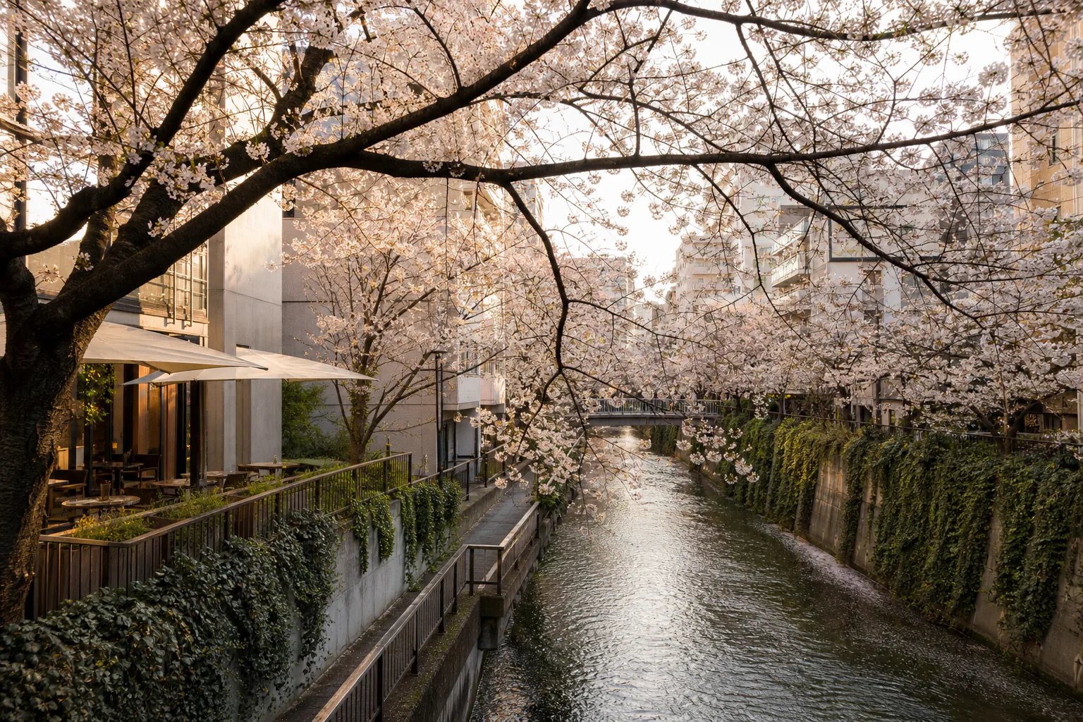 Cherry trees along the Meguro river